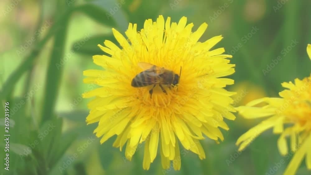 spring time.bee on a yellow dandelion flower.close-up. spring time.bee on a yellow dandelion flower.close-up.