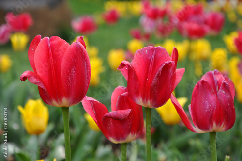 Fototapeta Naklejka Na Ścianę i Meble -  Fragrant springtime tulips in bloom