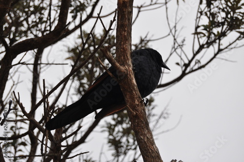 Oiseau