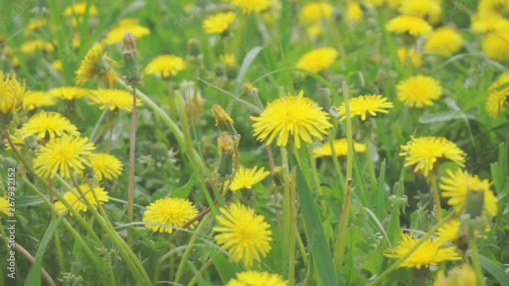 summertime.blooming yellow dandelions on a green meadow.camera moves over a beautiful lawn. summertime.blooming yellow dandelions on a green meadow.camera moves over a beautiful lawn.