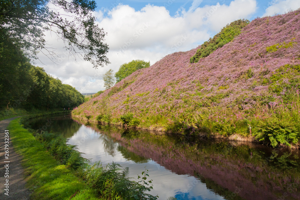 A bank of heather by the Huddersfield narrow canal just before the Stanedge tunnel, Marsden, Yorkshire, England, United Kingdom