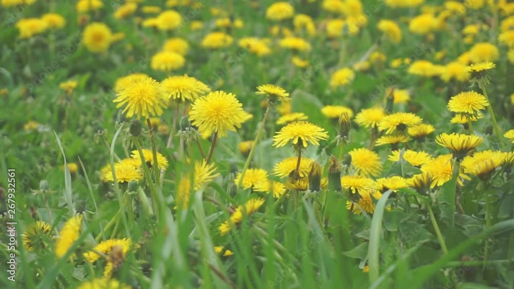 summer time.camera moves over a field of yellow flowering dandelions.serene summer screensaver. summer time.camera moves over a field of yellow flowering dandelions.serene summer screensaver.