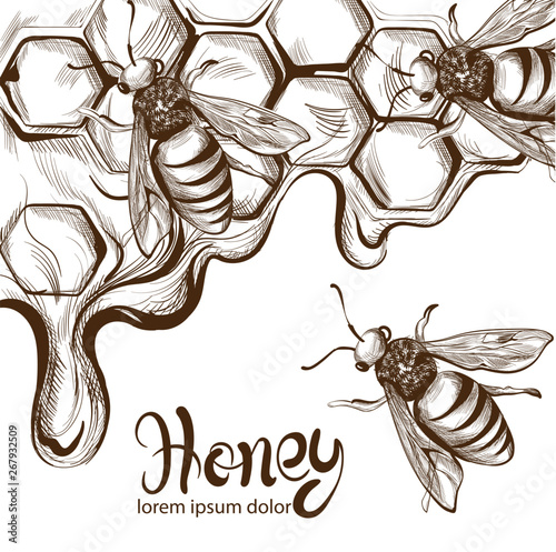 Honey, bees combs Vector line art. Retro vintage old effect styles