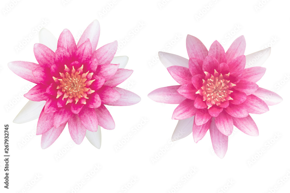 Beautiful Nymphaea ‘Gloriosa’ as white background picture.flower on clipping path.