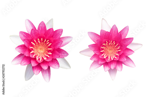 Beautiful Nymphaea    Gloriosa    as white background picture.flower on clipping path.