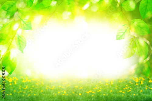 Beautiful summer sunny day landscape, green leaves branches and flowers field on bright blurred bokeh background close up, decorative natural green foliage frame, spring nature template, copy space