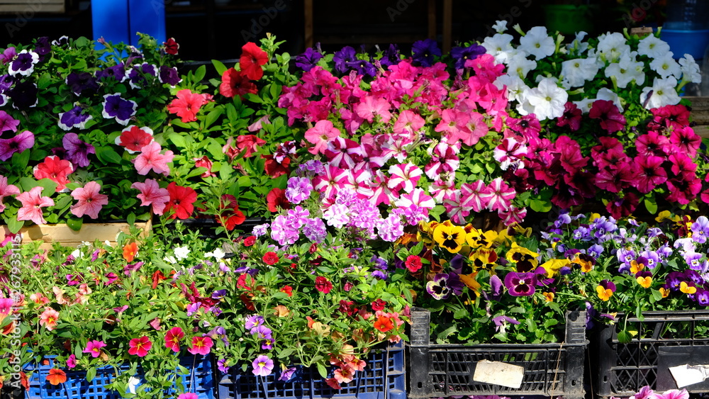 variegated daisy flowers and plants on the market