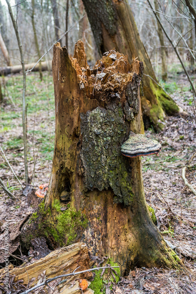 An old stump, infected by fungal plant pathogen - Polypore fungus. This species infects trees through broken bark, causing rot and continues to live on trees long after they have died, as a decomposer An old stump, infected by fungal plant pathogen - Polypore fungus. This species infects trees through broken bark, causing rot and continues to live on trees long after they have died, as a decomposer
