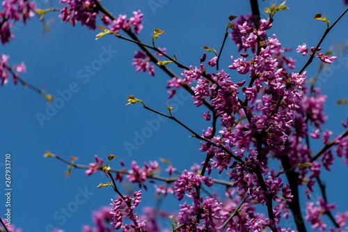 Purple flowers on branch of Eastern Redbud or Red Cudis Redbud canadensis on blurred blue sky background. Selective focus. Concept of nature Severgono Caucasus for design. There is place for your text photo