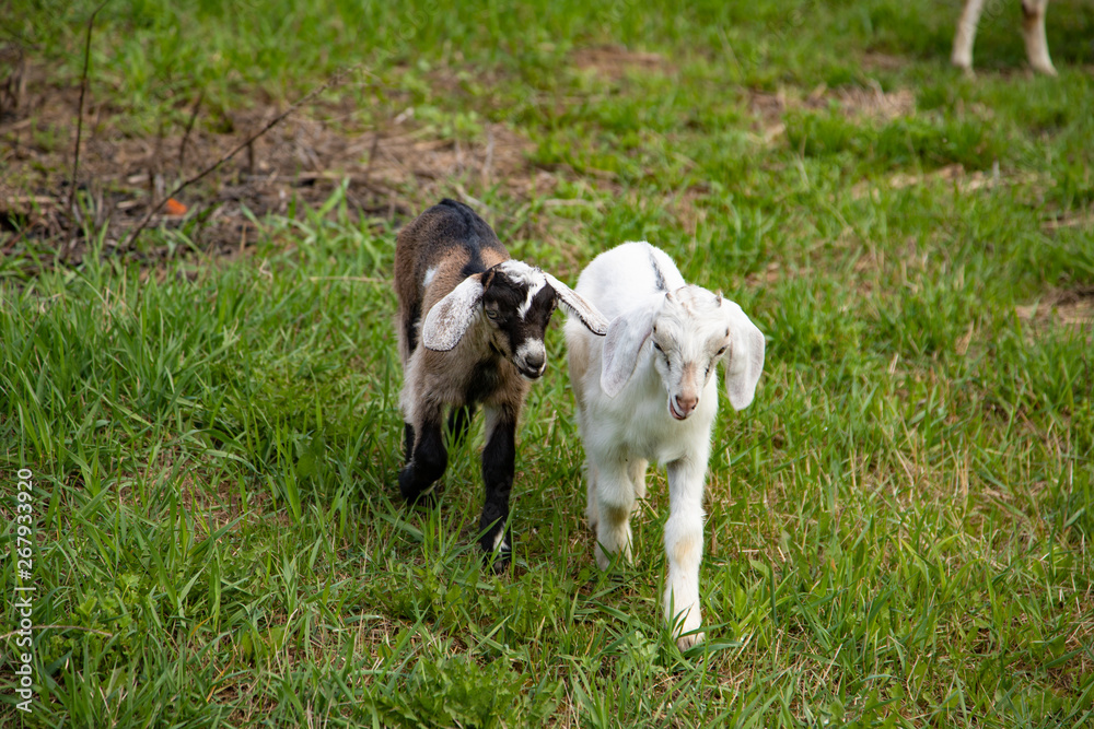 Little baby goats walking on the farm in the green grass