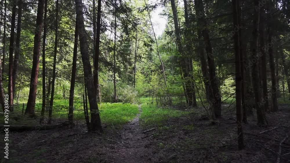 summer time.walk on a wild thick forest on a summer day.footage taken from the first person summer time.walk on a wild thick forest on a summer day.footage taken from the first person
