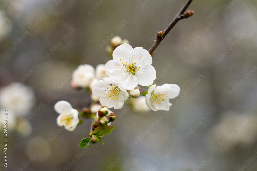 blooming Apple tree branch close-up as background or Wallpaper design blooming Apple tree branch close-up as background or Wallpaper design