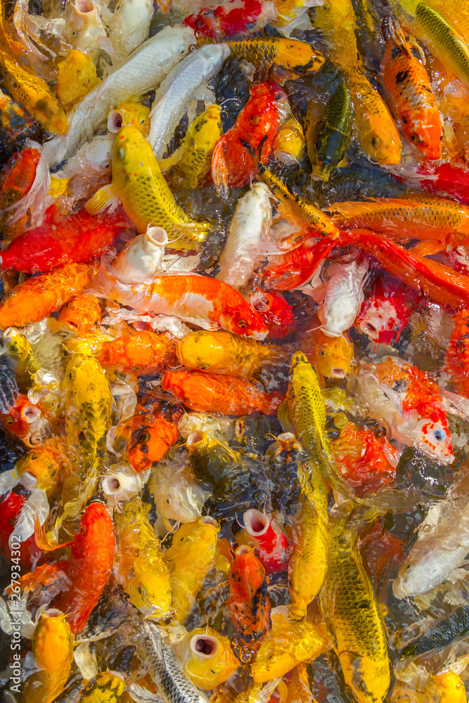 Koi Carps Fish Japanese Koi Carps Fish Japanese