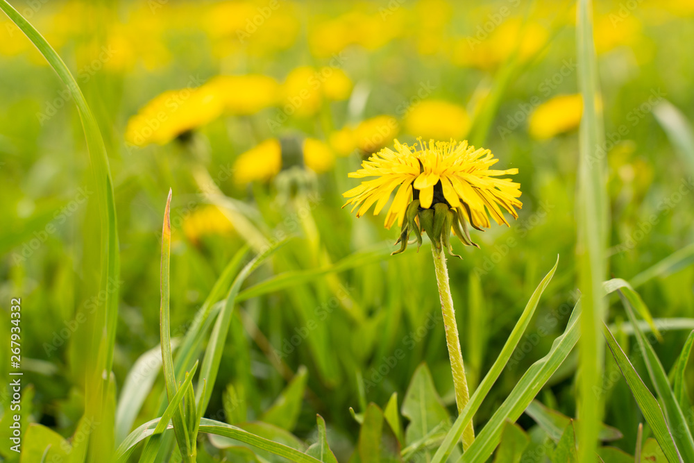 flower yellow dandelion in green grass as background or picture flower yellow dandelion in green grass as background or picture