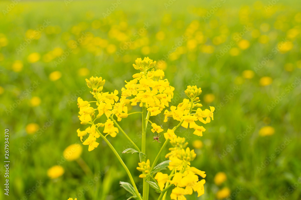 Fototapeta premium Goldenrod flower panicle as blooming season. Natural macro selected focus.