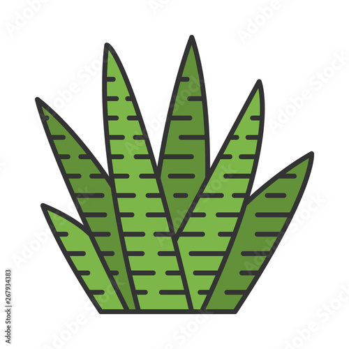 Zebra cactus color icon
