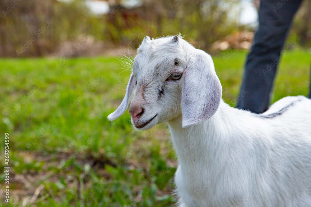 Little baby goats walking on the farm in the green grass Little baby goats walking on the farm in the green grass