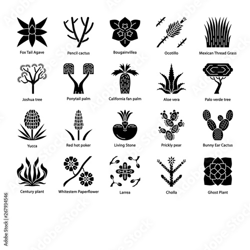 Desert plants glyph icons set photo