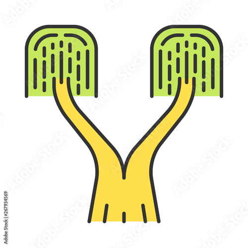 Ponytail palm color icon