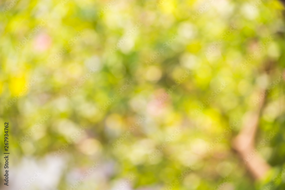 Obraz premium green bokeh of nature