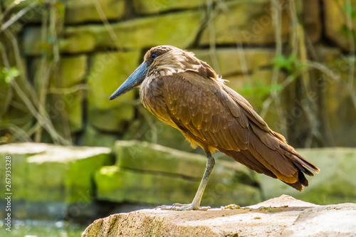 hamerkop bird in closeup, tropical wading bird from madagascar, exotic animal species photo