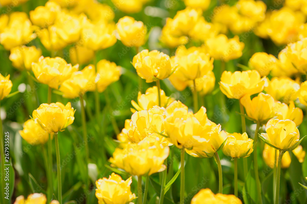 Field of blooming flowers. Red, pink and yellow tulips. Space for a text. Field of blooming flowers. Red, pink and yellow tulips. Space for a text.