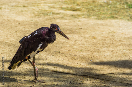 White bellied stork standing in the sand, tropical bird specie from Africa photo