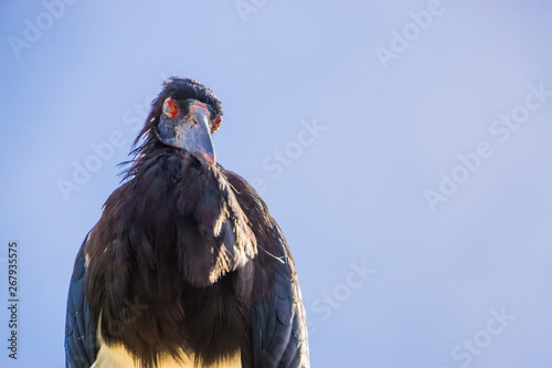 The face of a white bellied stork in closeup, scary looking bird, tropical animal specie from Africa photo