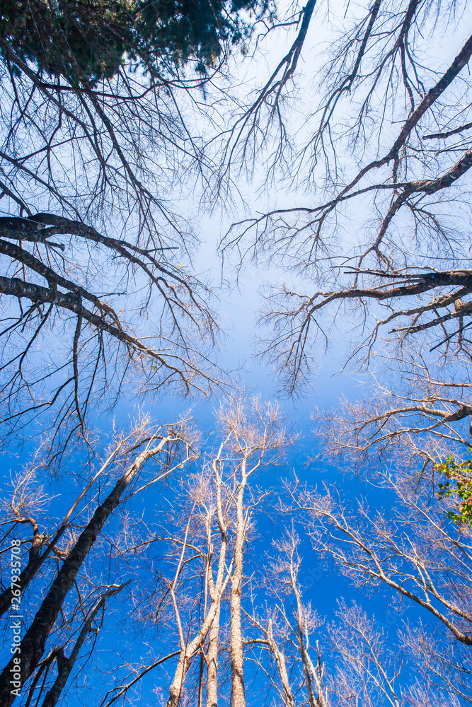 Obraz premium Autumn forest scenery bottom view, leafless tree trunks standing at late autumn time. View from bottom up to sky. Beautiful shape of branches of trees. Light blue sky.