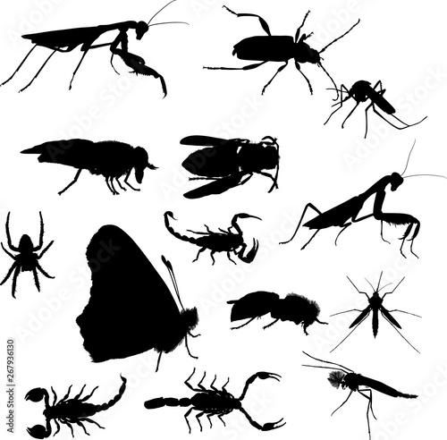 collection with fourteen black insects