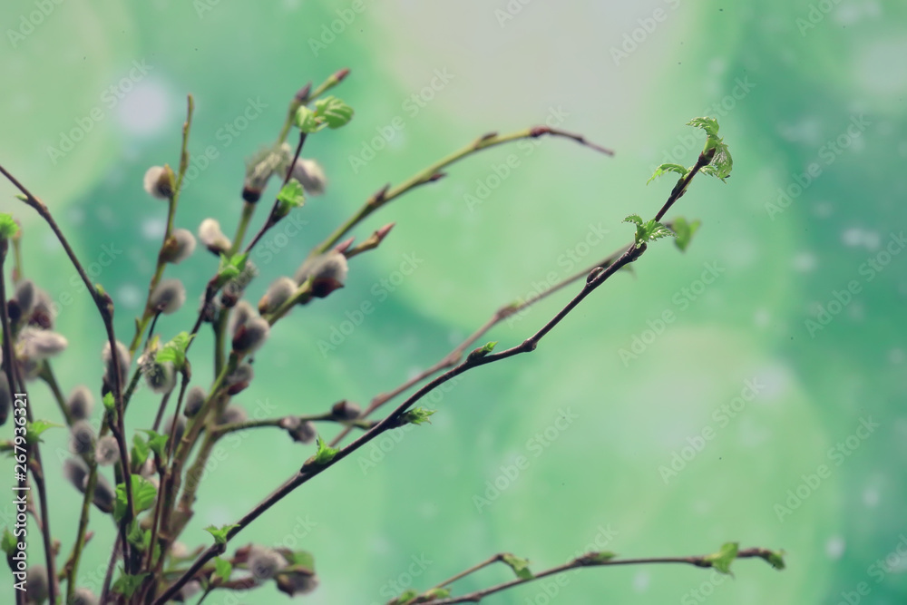 Fototapeta premium small branches with buds leaves / spring background, concept freshness botany youth