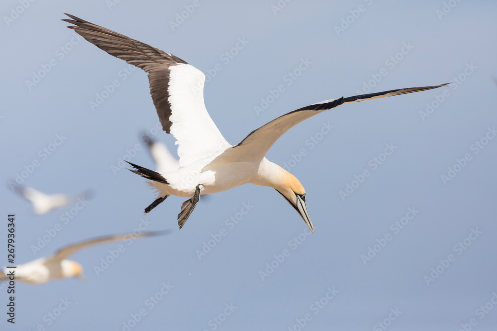 Cape Gannet, Morus capensis, flying at Birds Island, Lamberts Bay, South Africa. Vulnerable species Cape Gannet, Morus capensis, flying at Birds Island, Lamberts Bay, South Africa. Vulnerable species