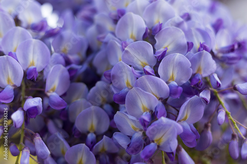 Close-up: Beautiful Purple Lilac Flowers of Wisteria – Floral Background, Copy Space. 