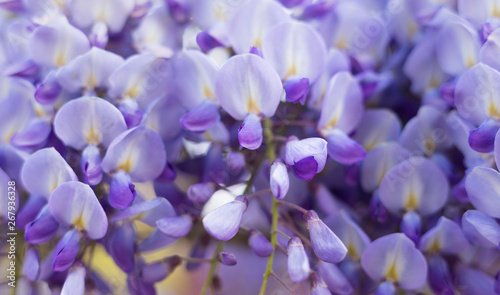 Close-up  Magnificent Purple Lilac Flowers of Wisteria in Sunny Day - Beautiful Floral Background with Copy Space. Lush Money Tree Growing. 