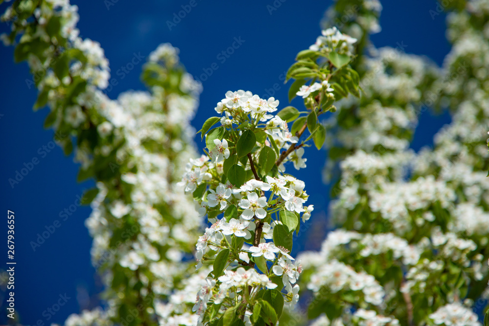 Obraz premium Cherry blossoming white flowers on a branch of blue sky background