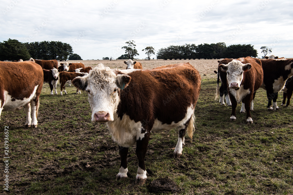 Cows on a farm in Newham, Victoria, Australia