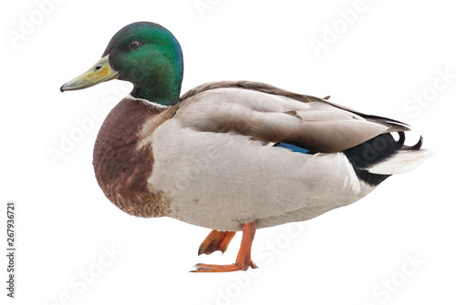 green head one duck isolated on white