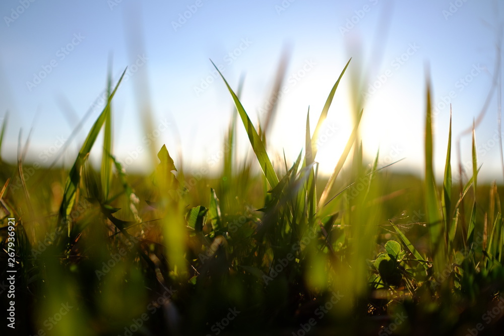 Fototapeta premium grass with dew