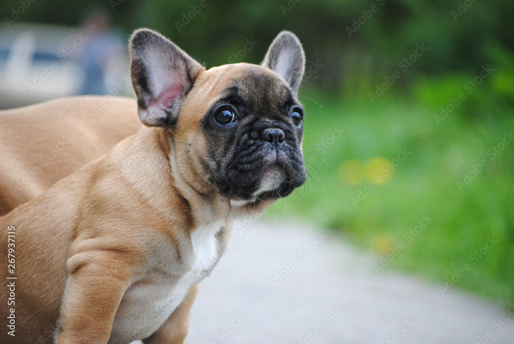 french bulldog dog portrait