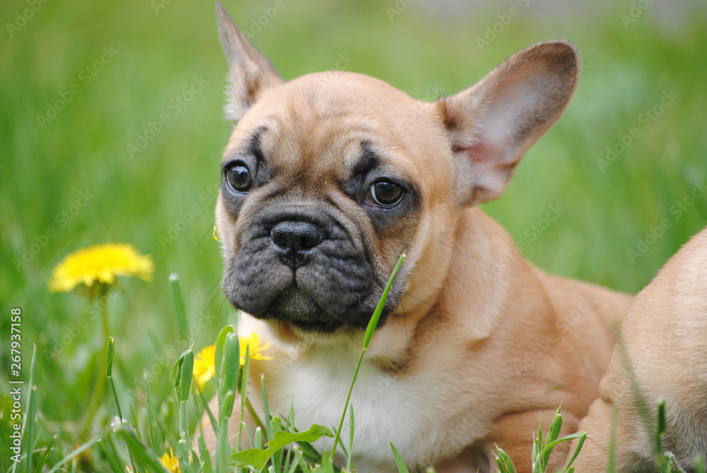 english bulldog on green grass