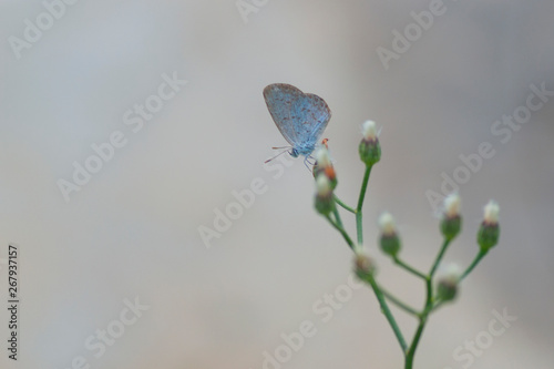 beautiful butterflies sitting on wild flower with colorful background. image