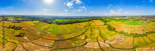 Photo from drone, rice harvesting by local farmers
