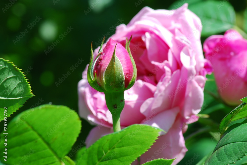 Knospe vor Rose Knospe vor Rose