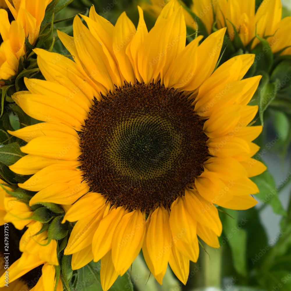 In Bloom In Bloom