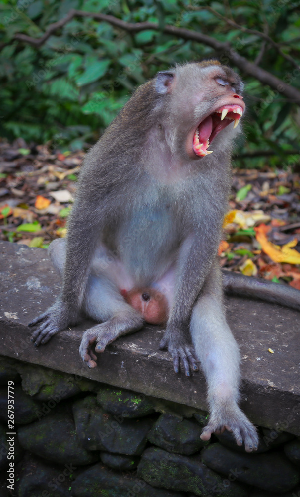 Monkey closes eyes and has a big yawn showing teeth and stretching at the same time.