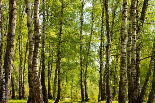 Landscape birch forest in spring