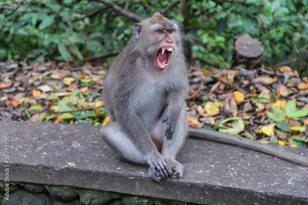 Fototapeta premium Angry Macaque monkey shows sharp teeth.