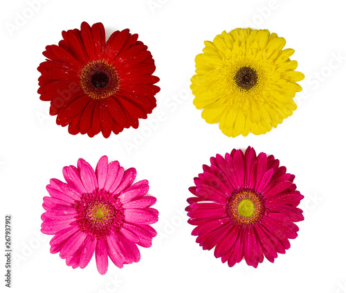various gerbera isolated
