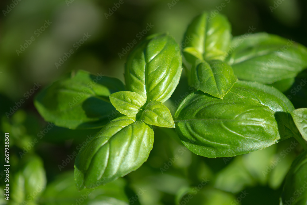 Basilic romain (Ocimum basilicum) dans le jardin Basilic romain (Ocimum basilicum) dans le jardin