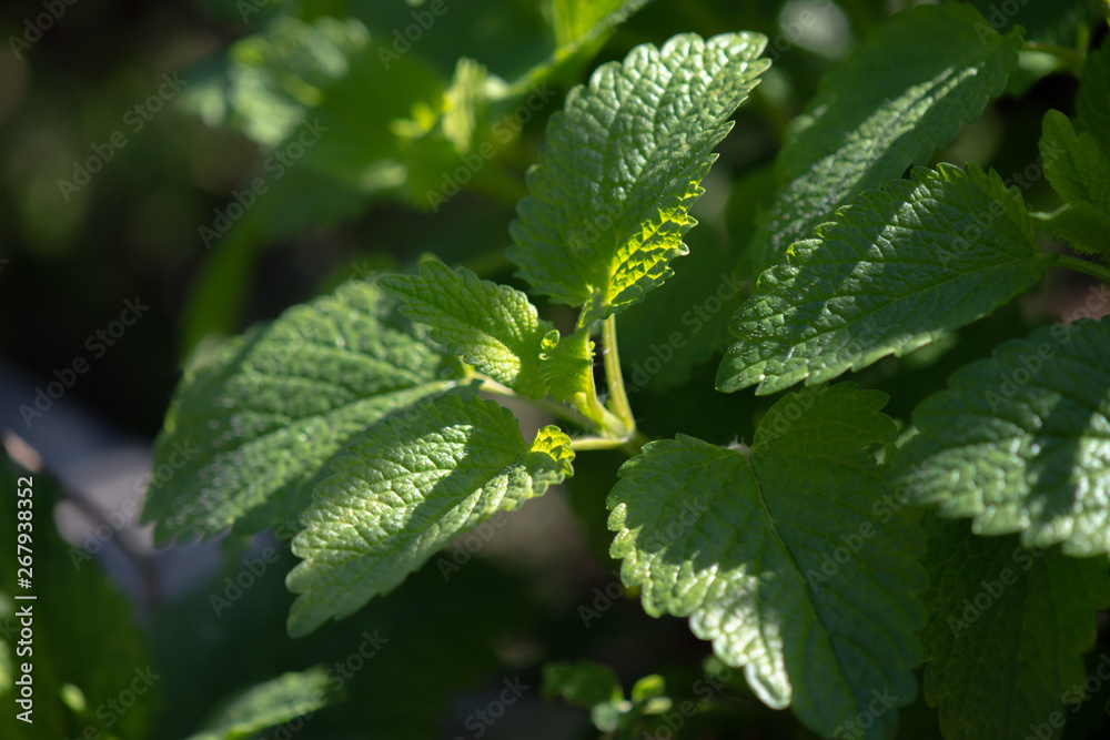 Mélisse officinale (Melissa officinalis), également appelée mélisse citronnelle Mélisse officinale (Melissa officinalis), également appelée mélisse citronnelle